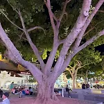 דירה The Downtown אלבופיירה